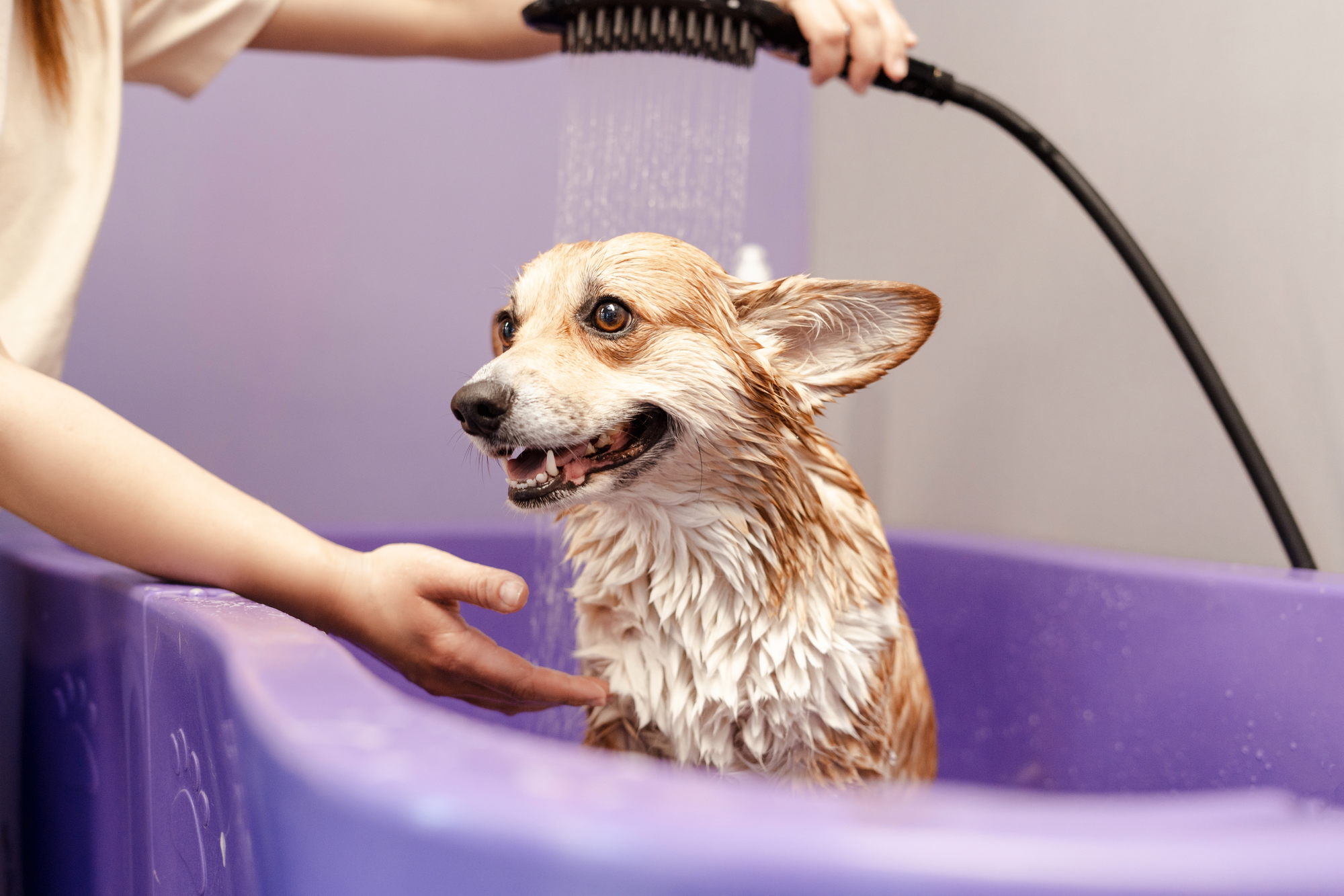 Professional mobile dog grooming service in Fairfax County, Virginia